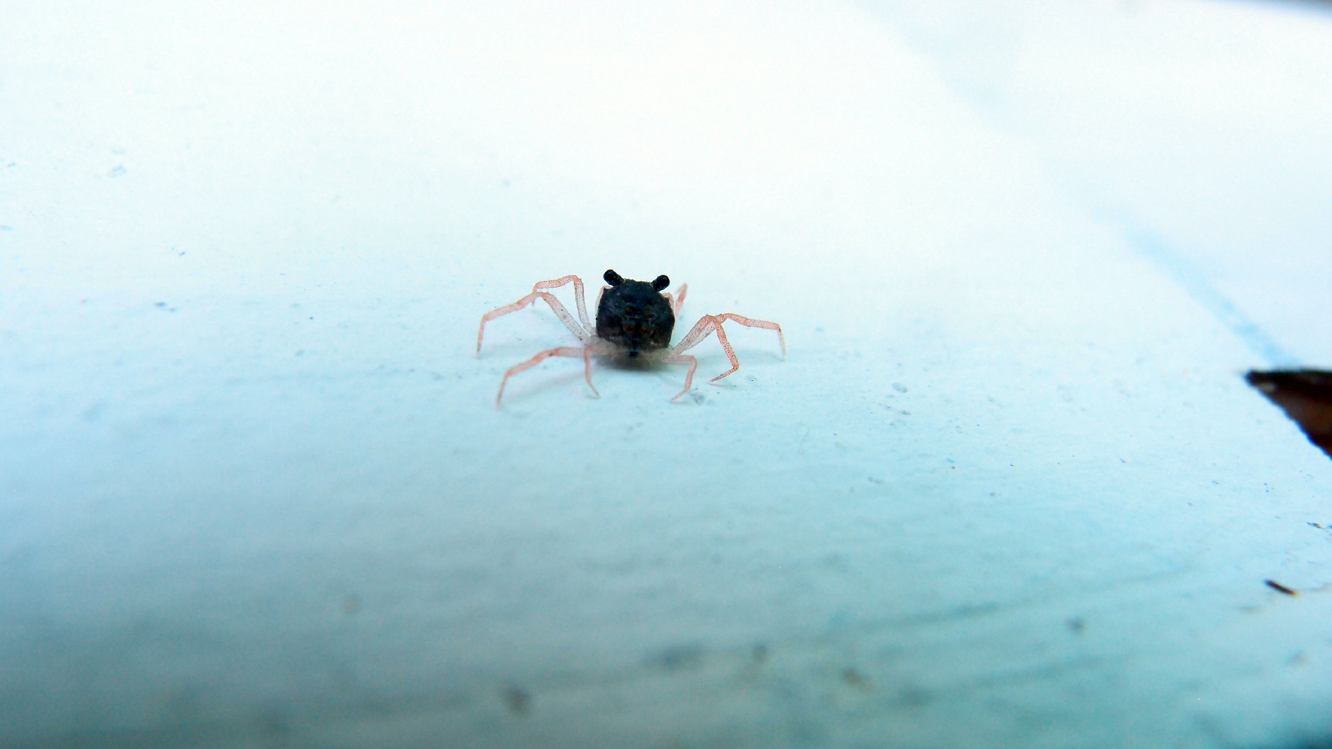 2022-10-22 11 Uhr 04 kleine Krabben (Foto, Video)